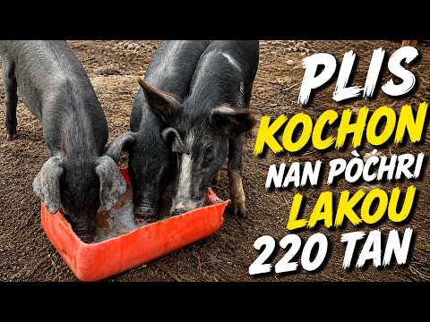 Elvaj kochon nan lakou a